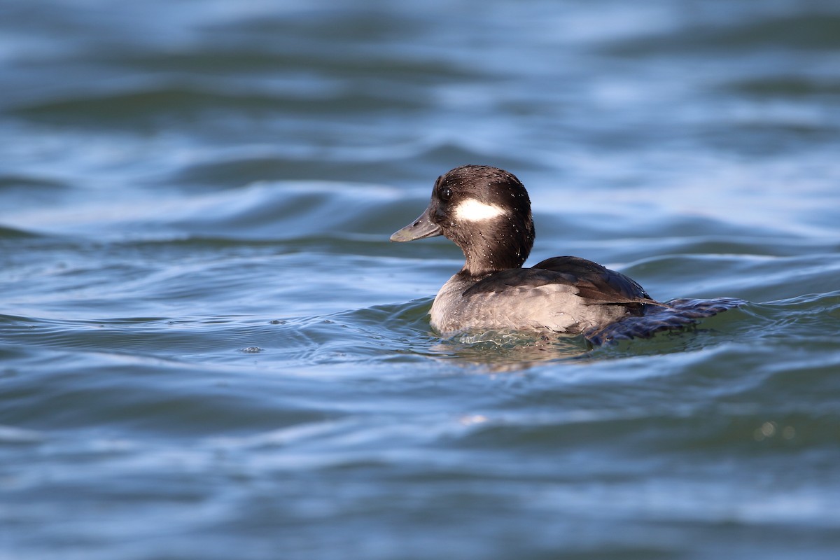 Bufflehead - ML644974364