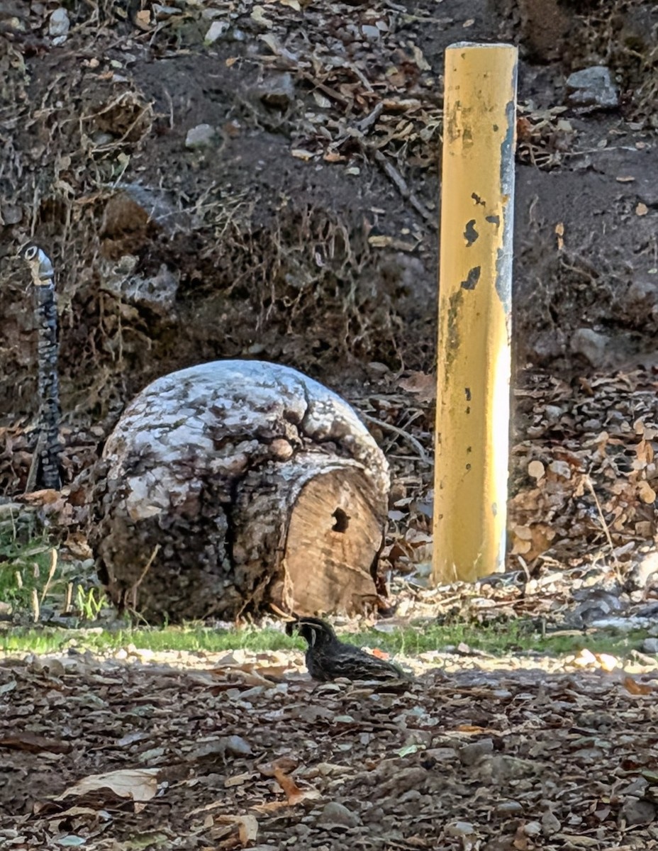 California Quail - ML644974375