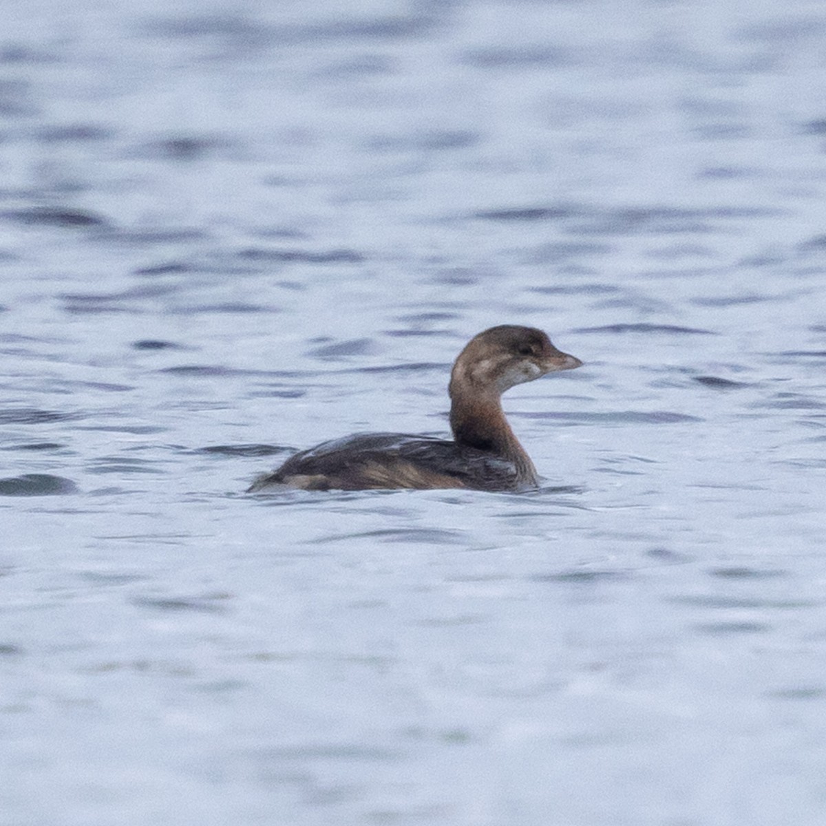 Pied-billed Grebe - ML644974383