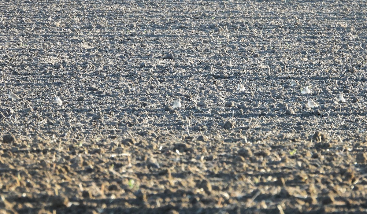 Горный зуёк - ML644974390