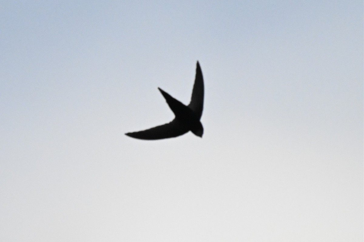 Scarce Swift - ML644974396