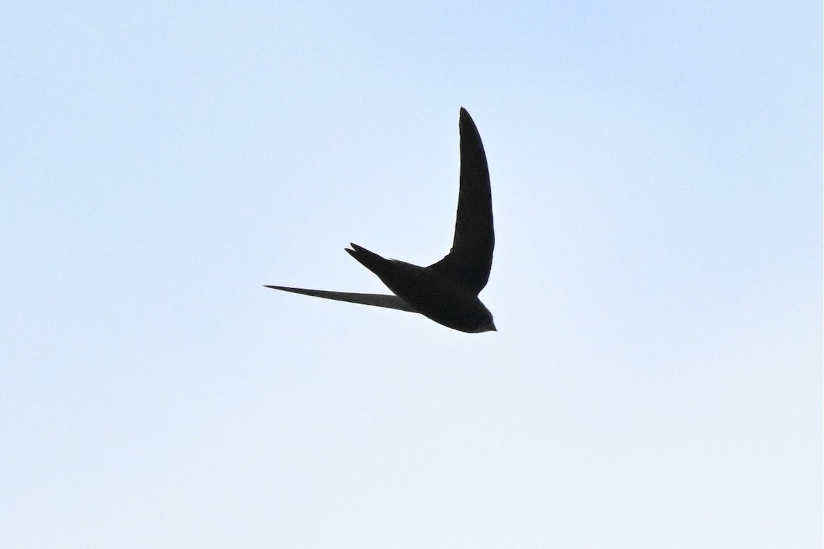 Common Swift - ML644974403