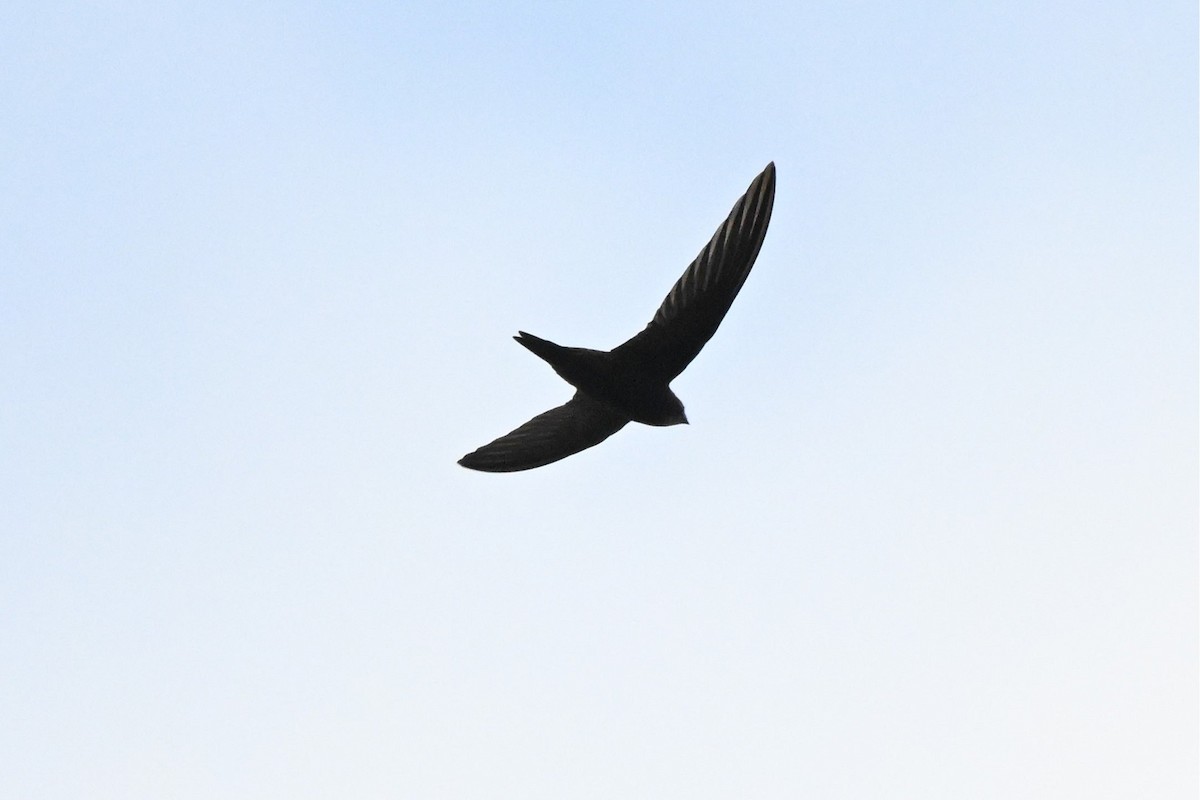 Common Swift - ML644974404