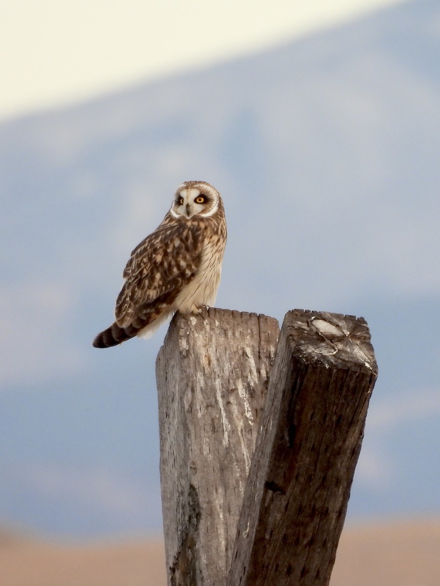 Short-eared Owl - ML644974406