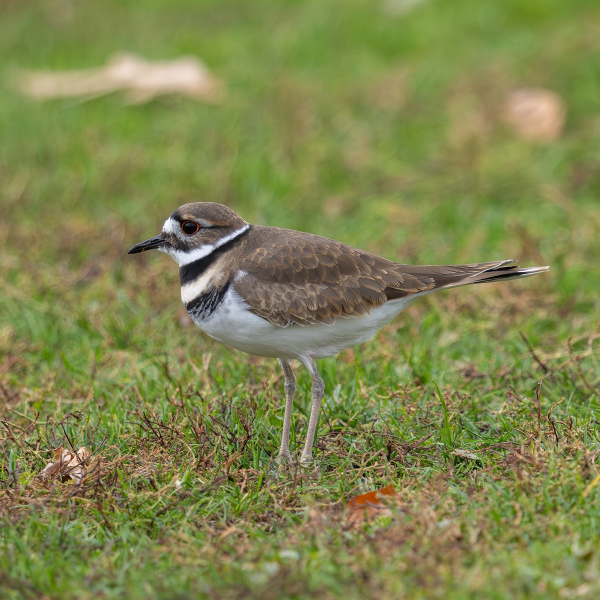 Killdeer - ML644974407