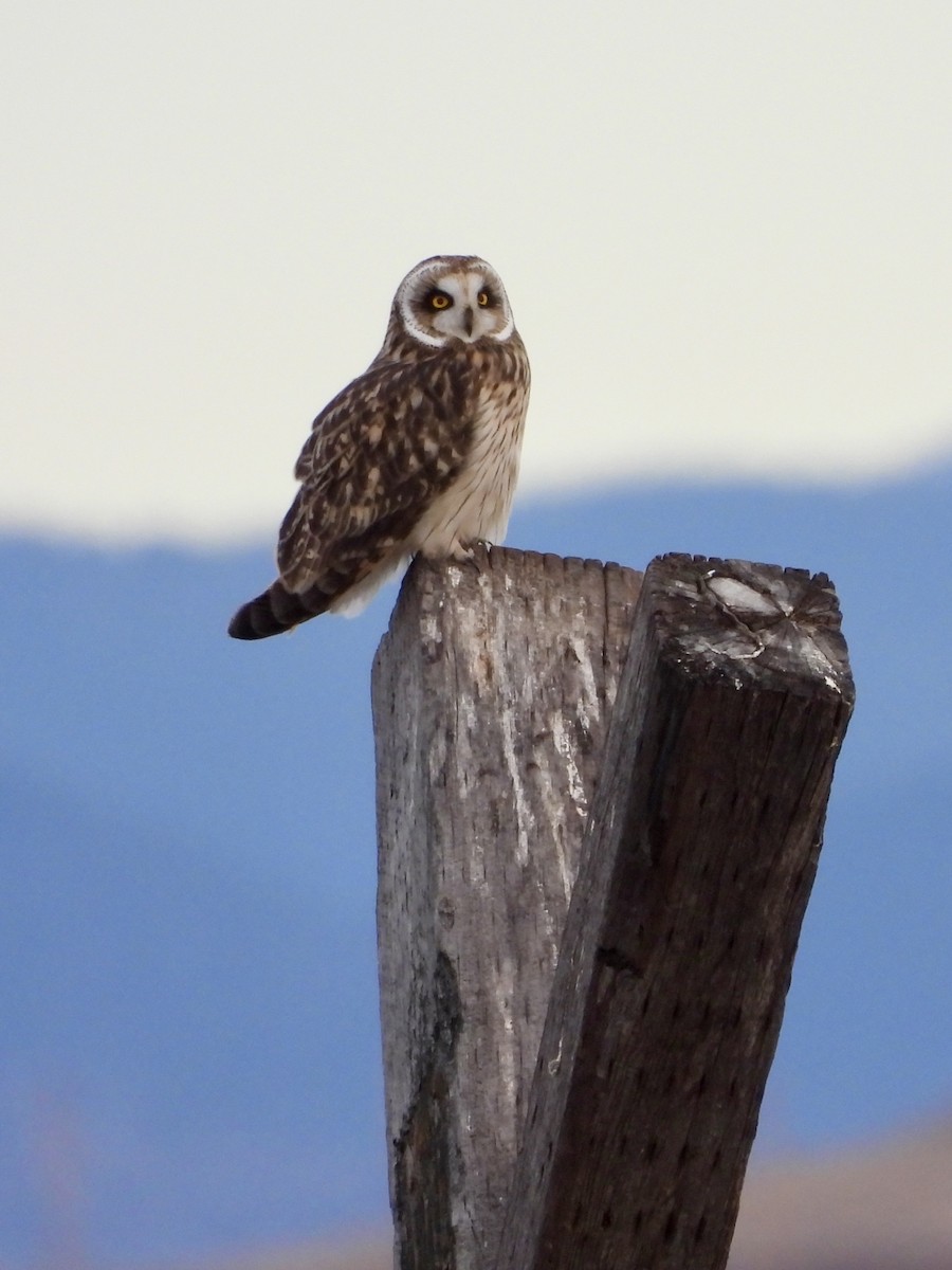 Short-eared Owl - ML644974421