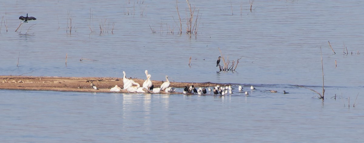 Larinae sp. - ML644974436