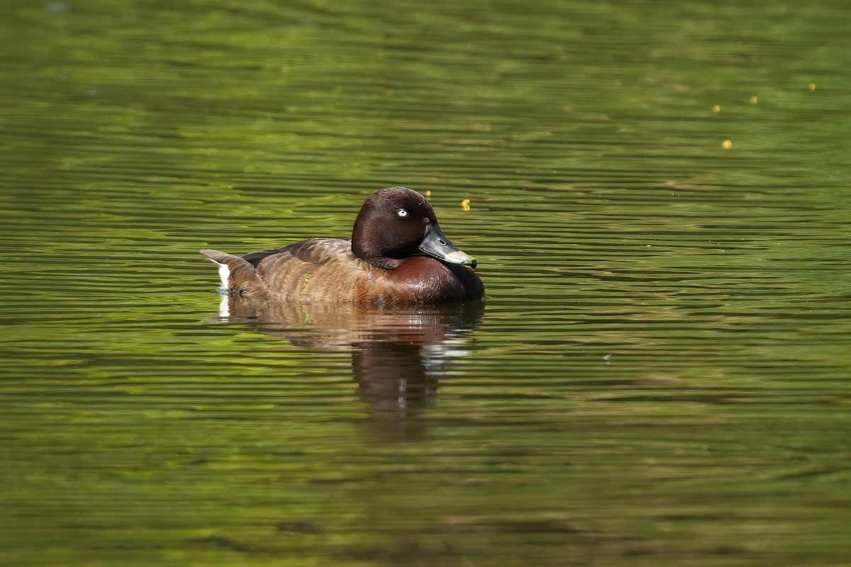 Hardhead - ML644974441