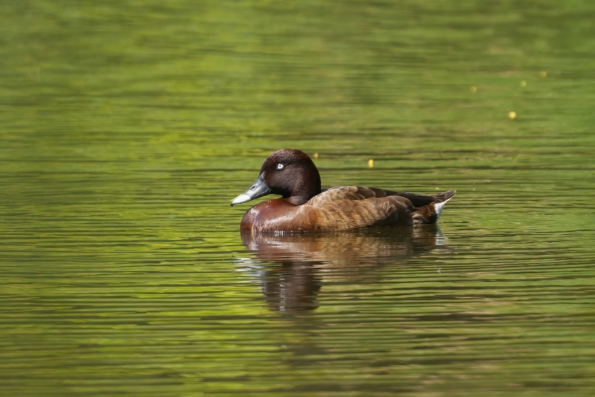 Hardhead - ML644974442