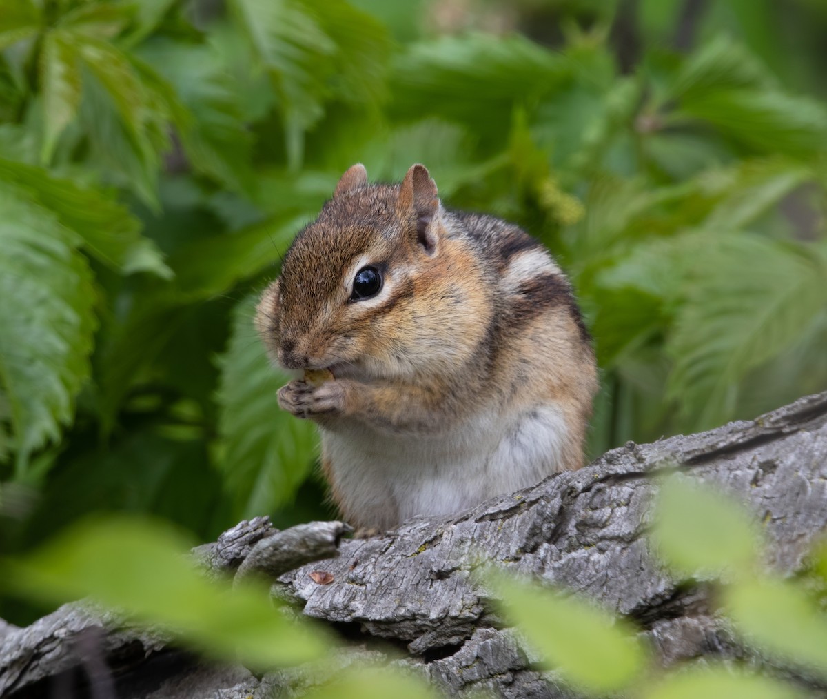 Tamia striato - ML644974465