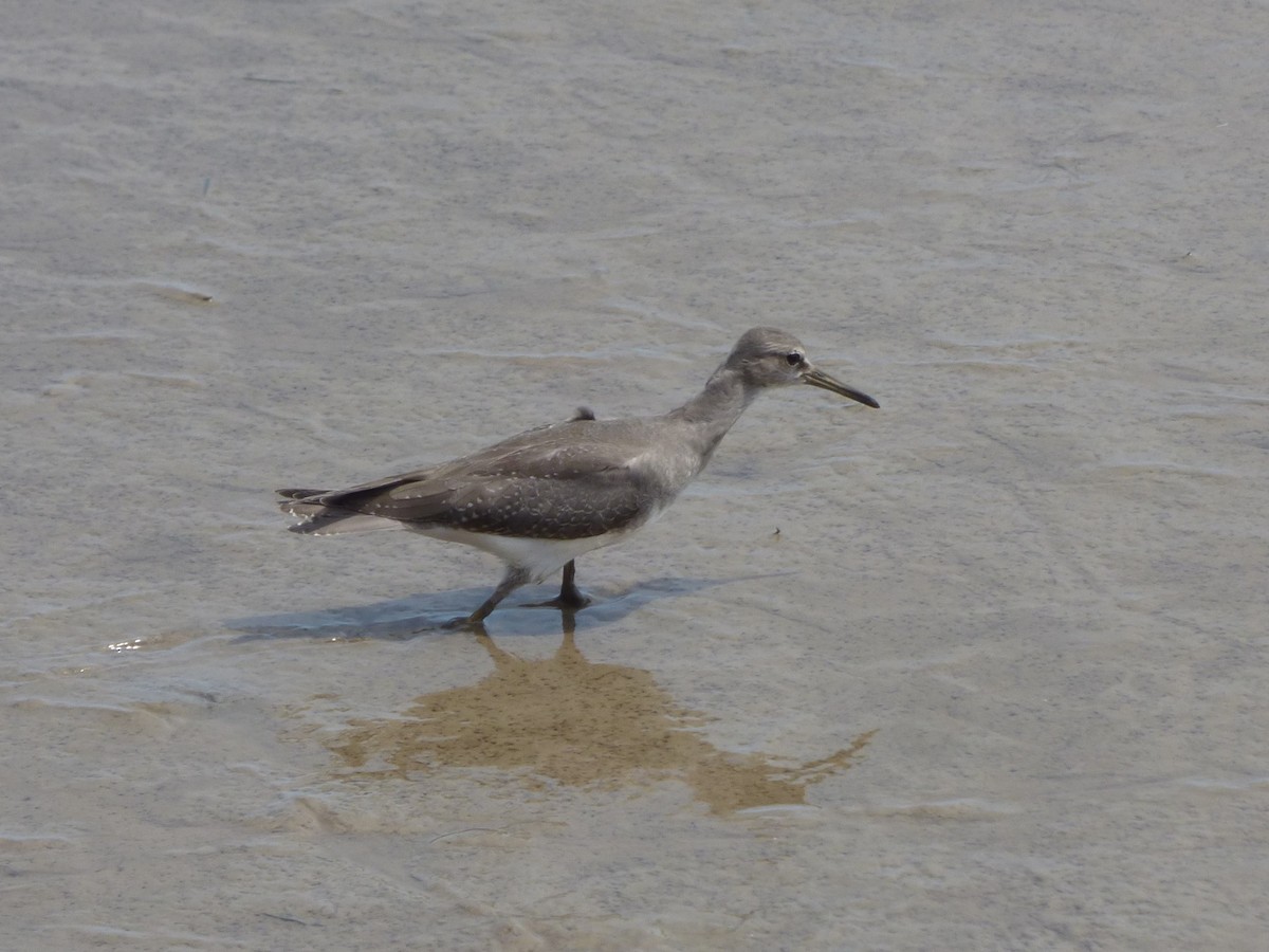 キアシシギ - ML644974472