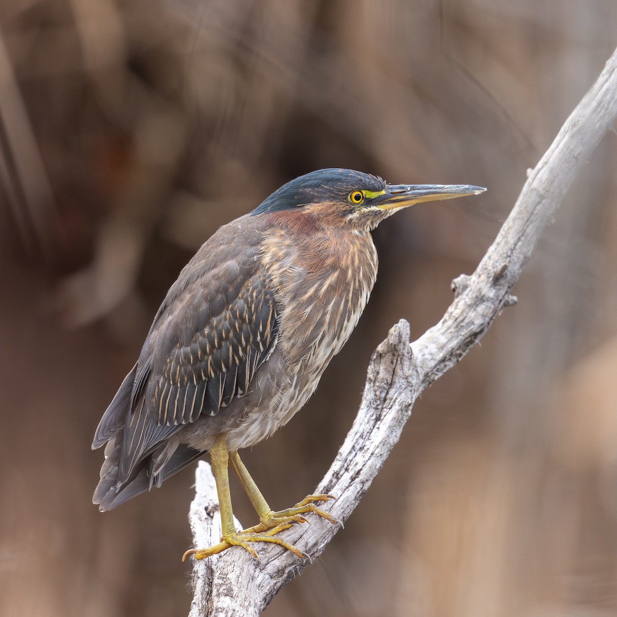 Green Heron - ML644974501