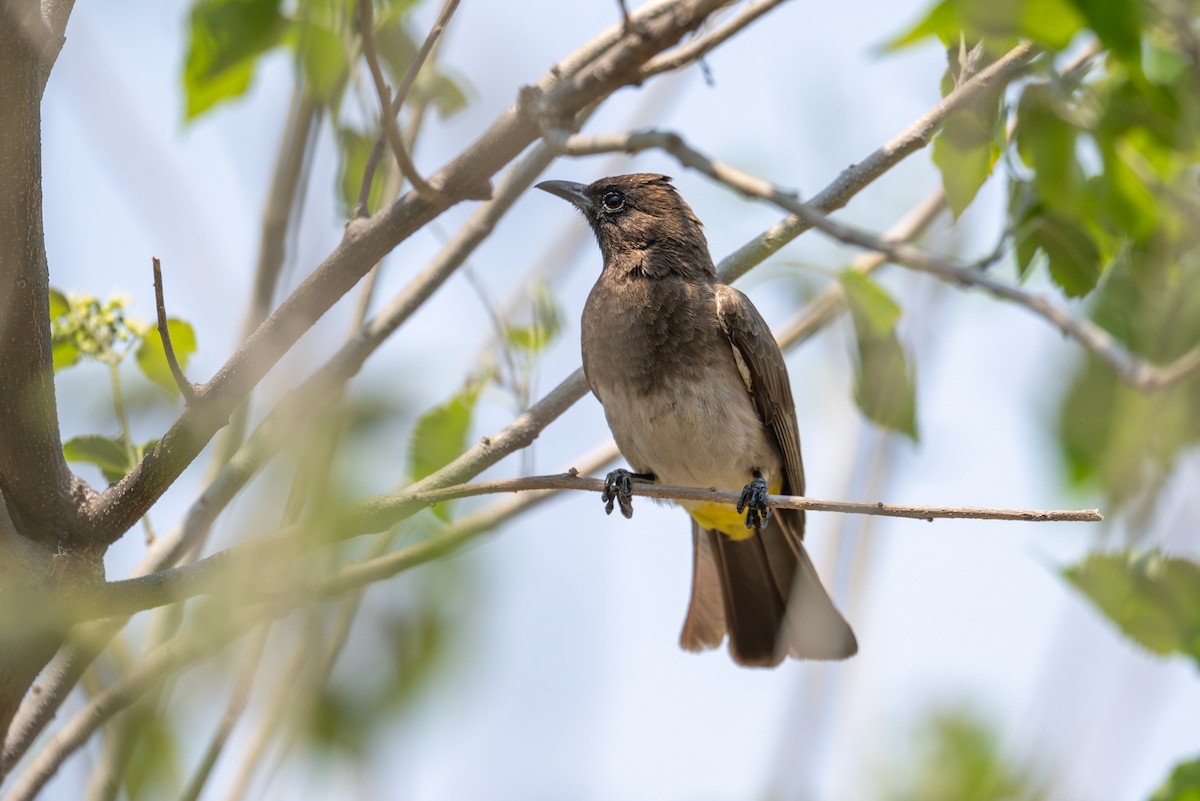 Бюльбюль темноголовий - ML644974502