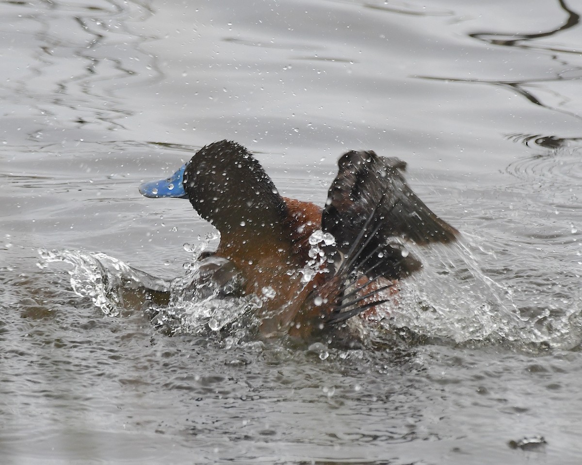 Савка аргентинська - ML644974505