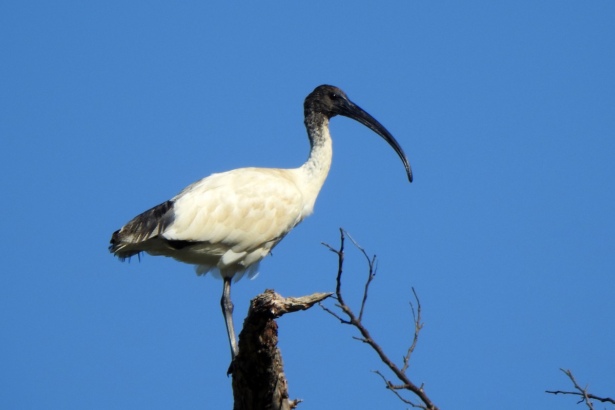 Ібіс молуцький - ML644974509