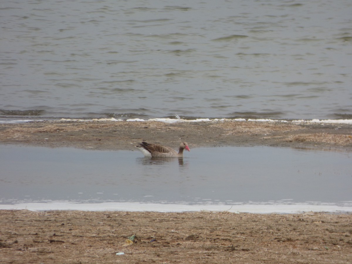 Graylag Goose - ML64497451