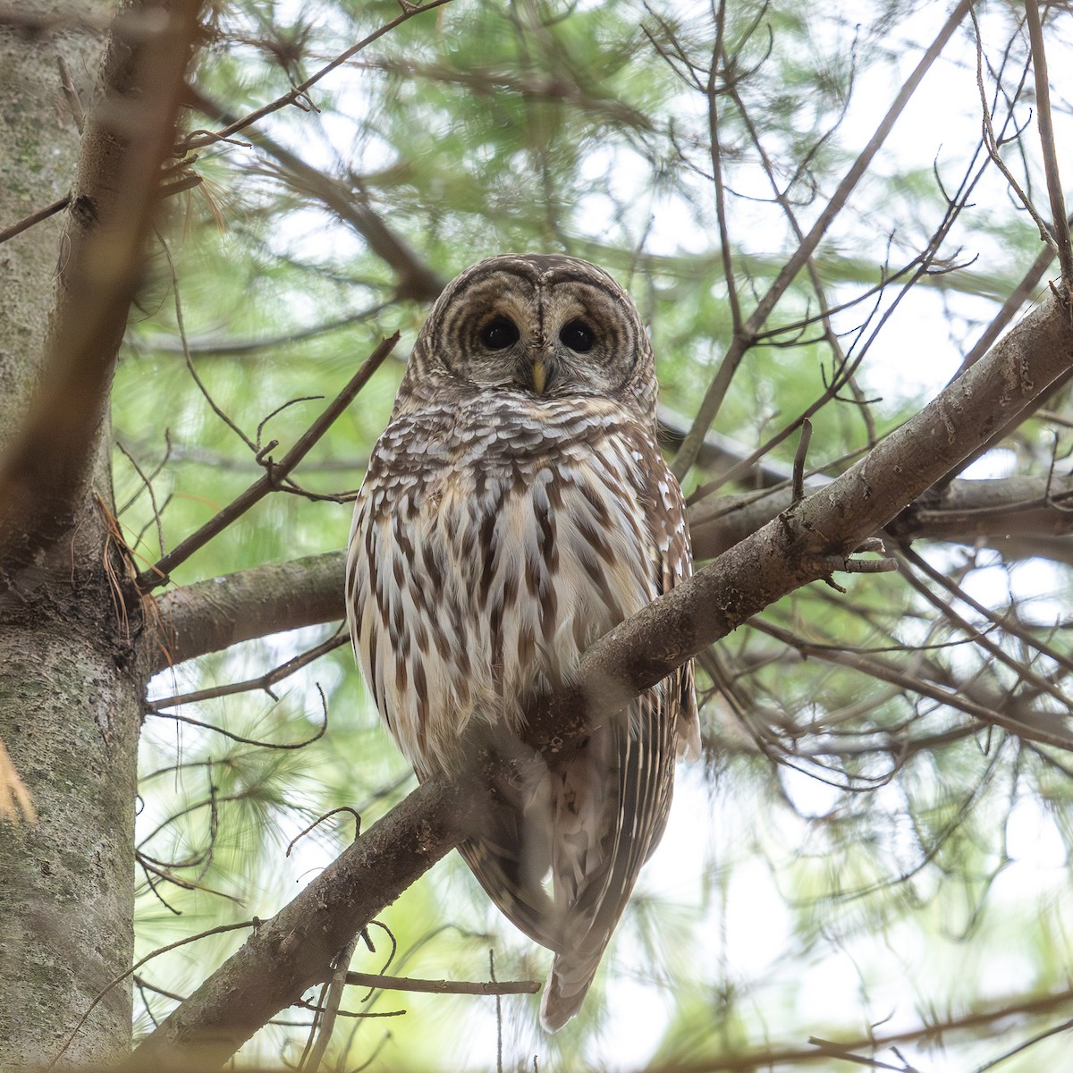 Сова неоарктична - ML644974510