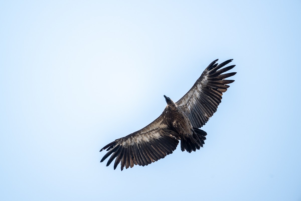 Сип африканський - ML644974511