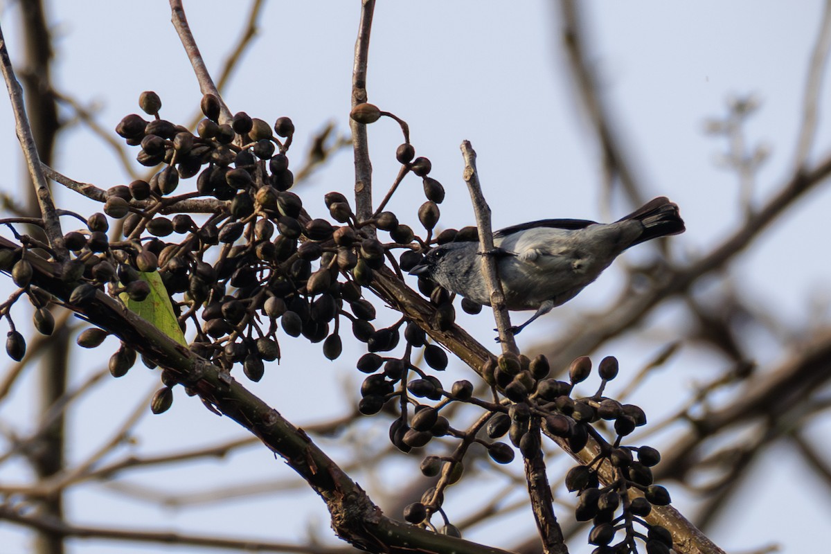 Танагра сіра - ML644974513