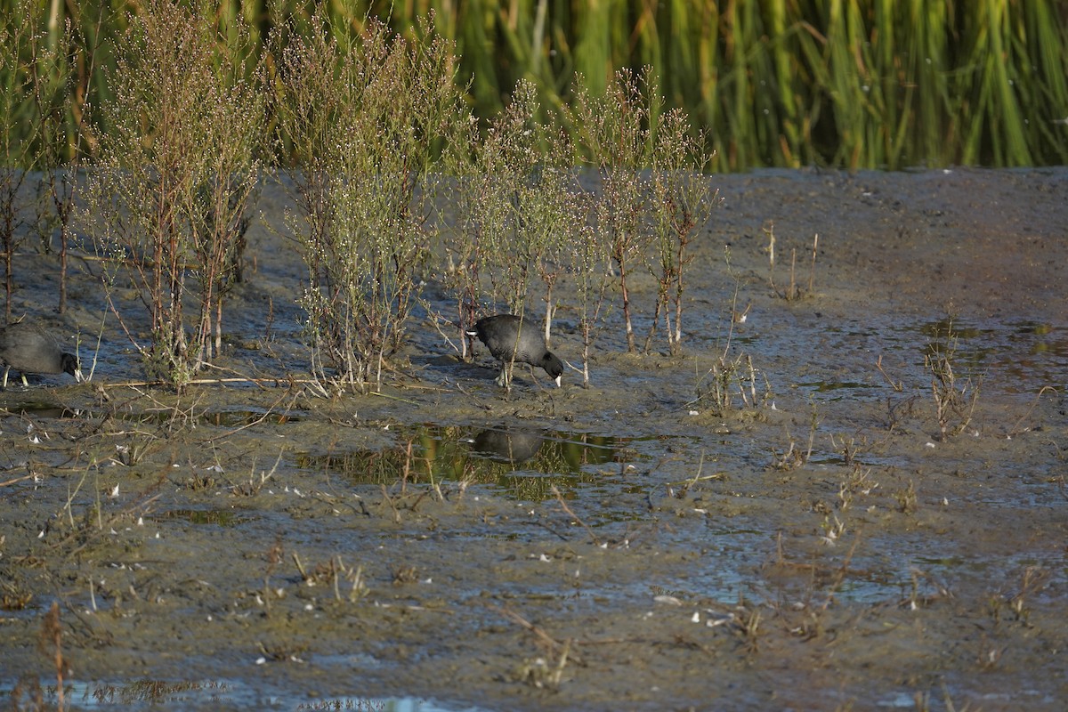 Лиска американська - ML644974514