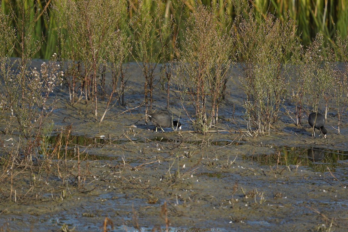 Лиска американська - ML644974515