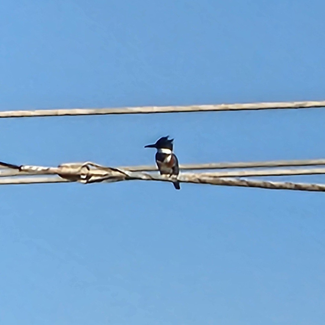 Рибалочка-чубань північний - ML644974516