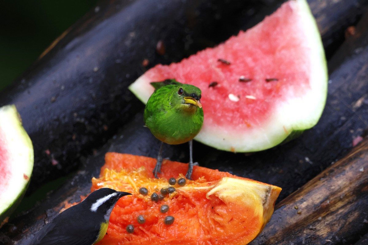 Саї великий - ML644974517