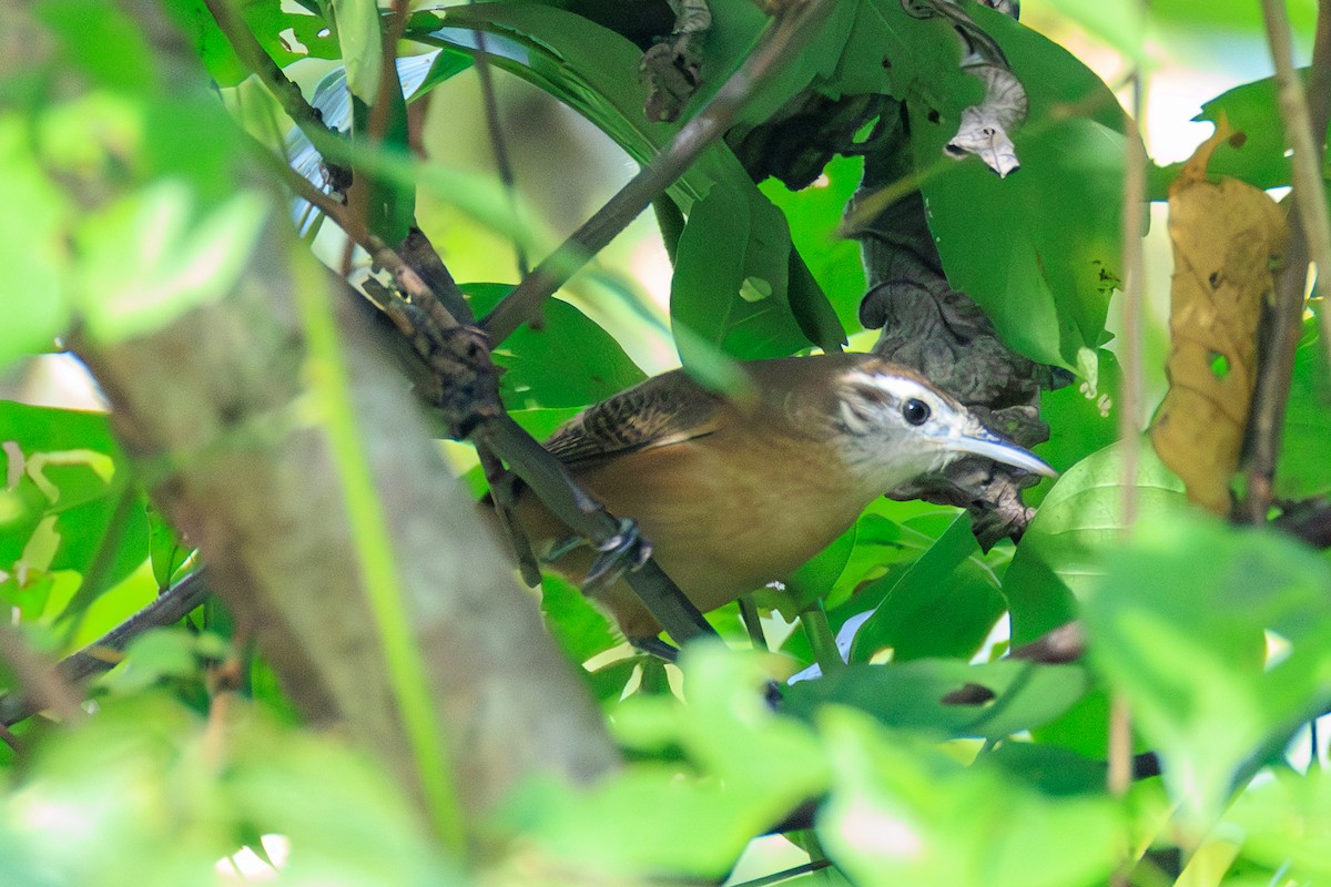 Поплітник амазонійський - ML644974518