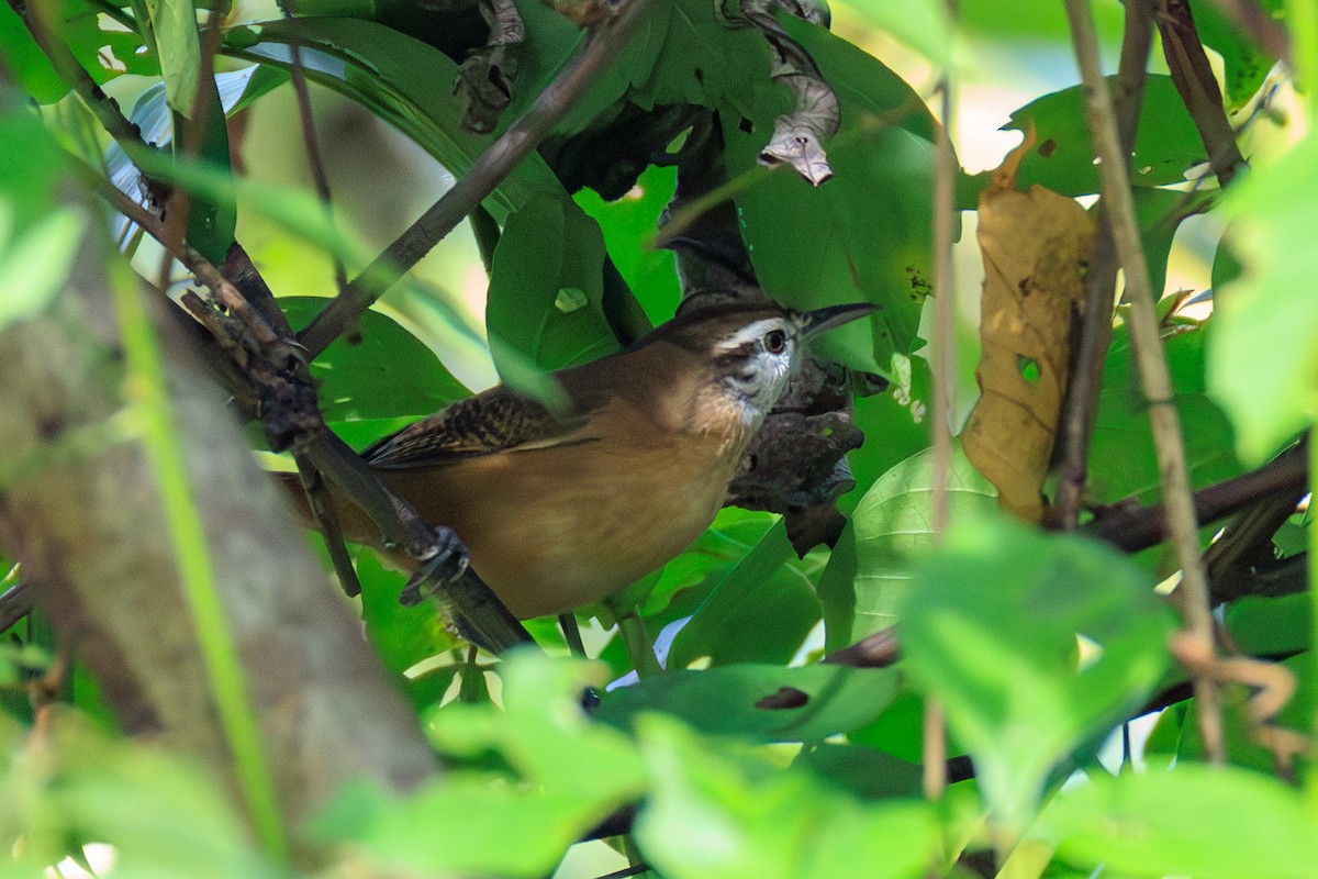 Поплітник амазонійський - ML644974519