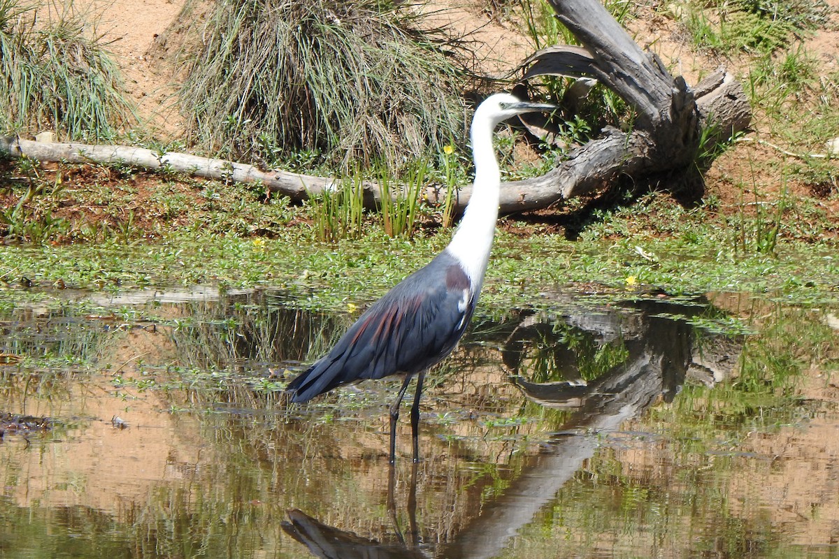 Чапля білошия - ML644974520