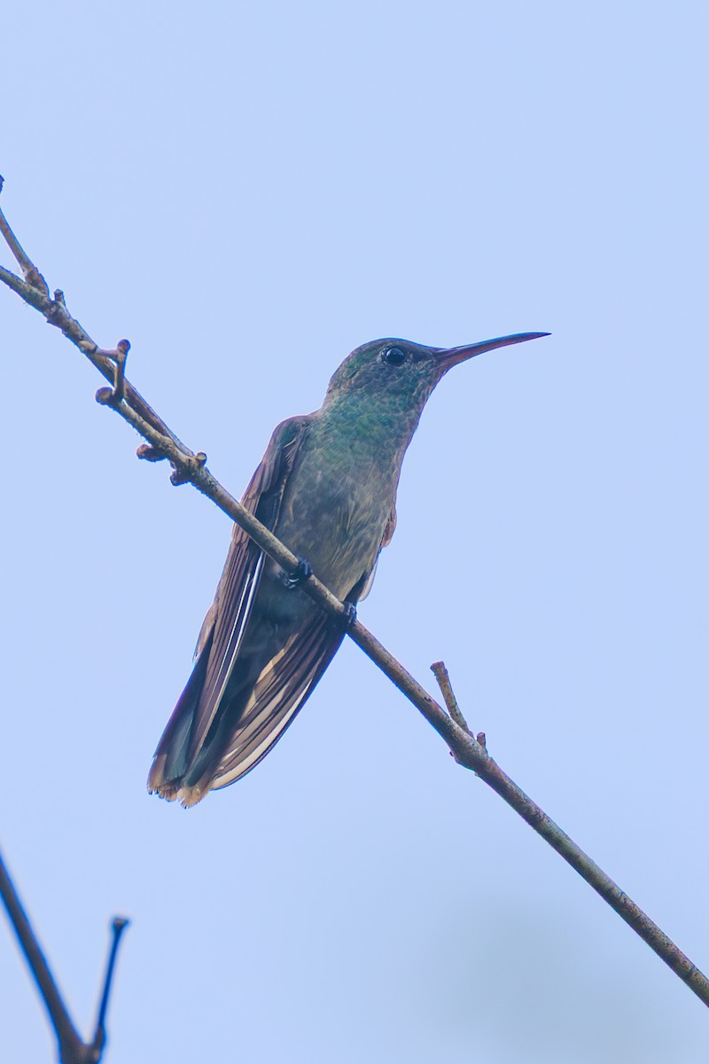 Колібрі-шаблекрил мангровий - ML644974523