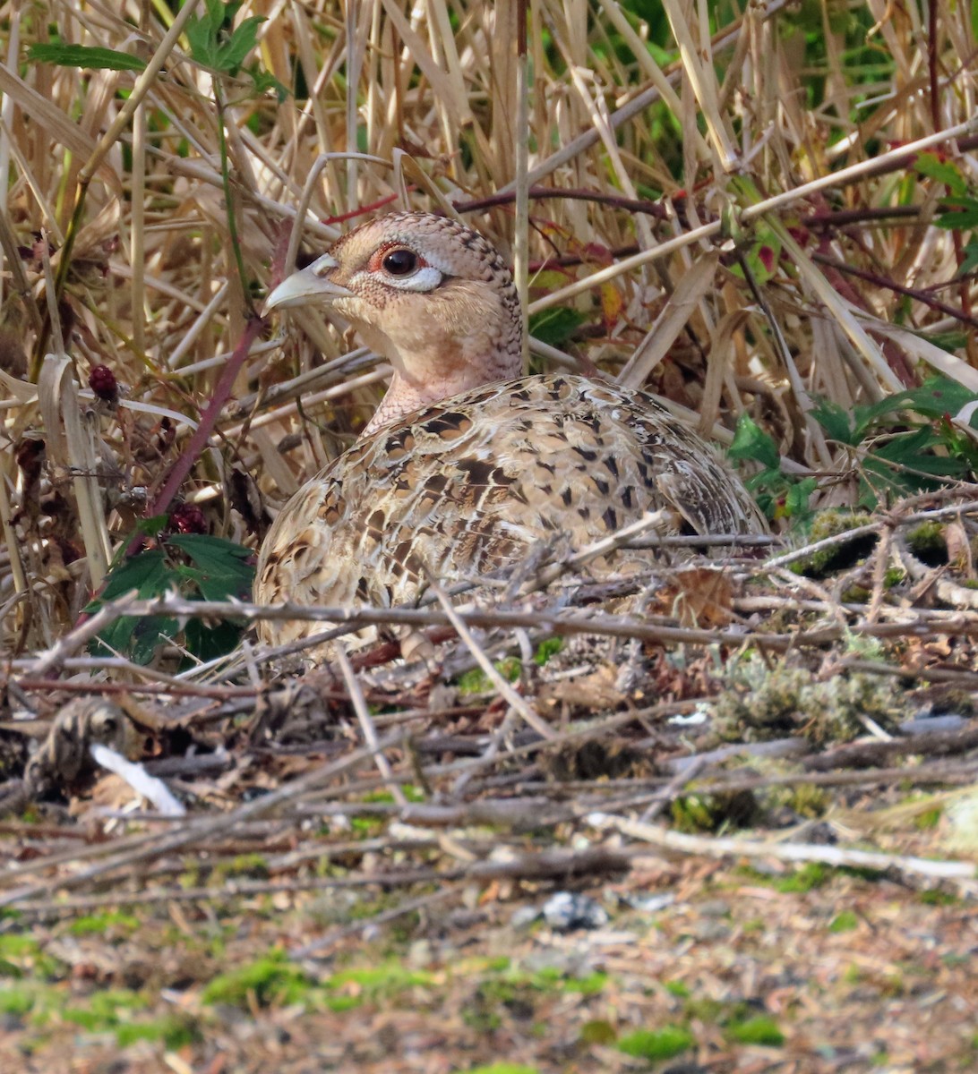 Чернь канадська - ML644974524