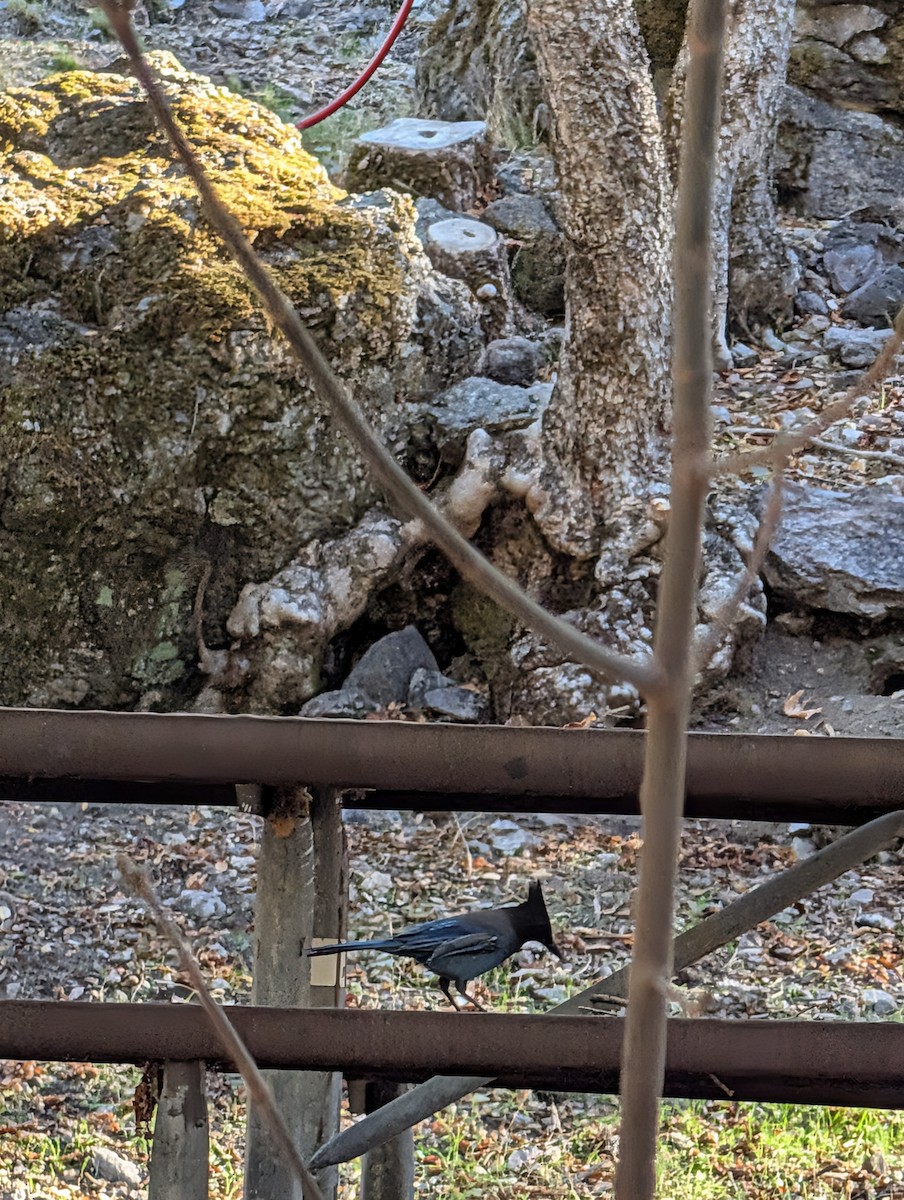 Сизойка чорноголова - ML644974525