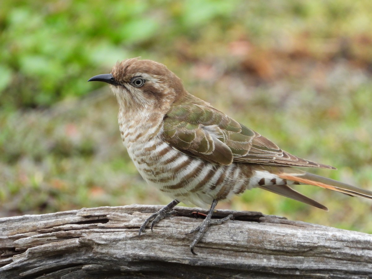 Дідрик рудохвостий - ML644974526