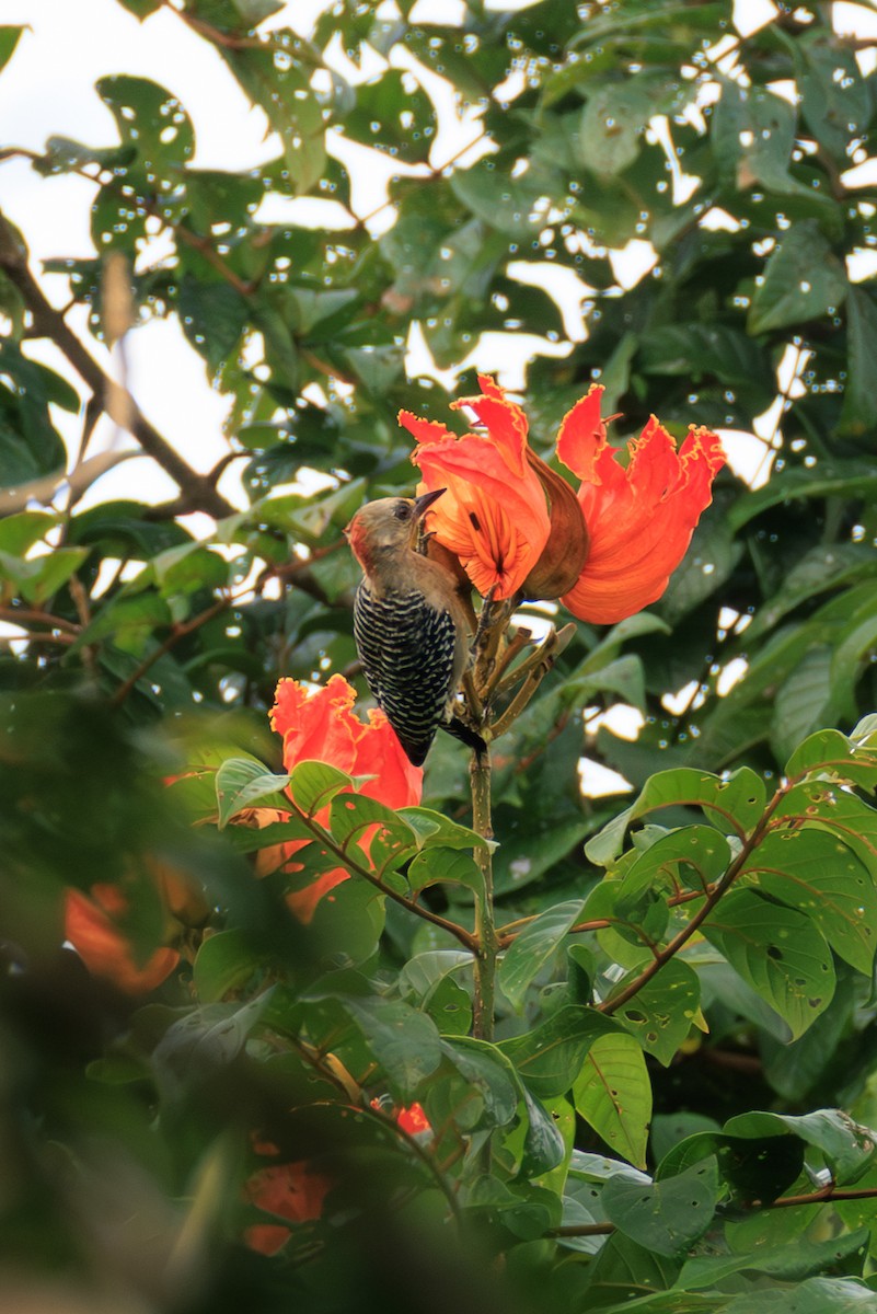 Гіла мала - ML644974528