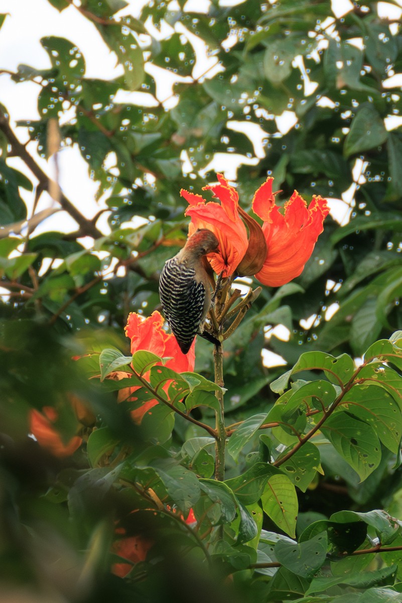 Гіла мала - ML644974529