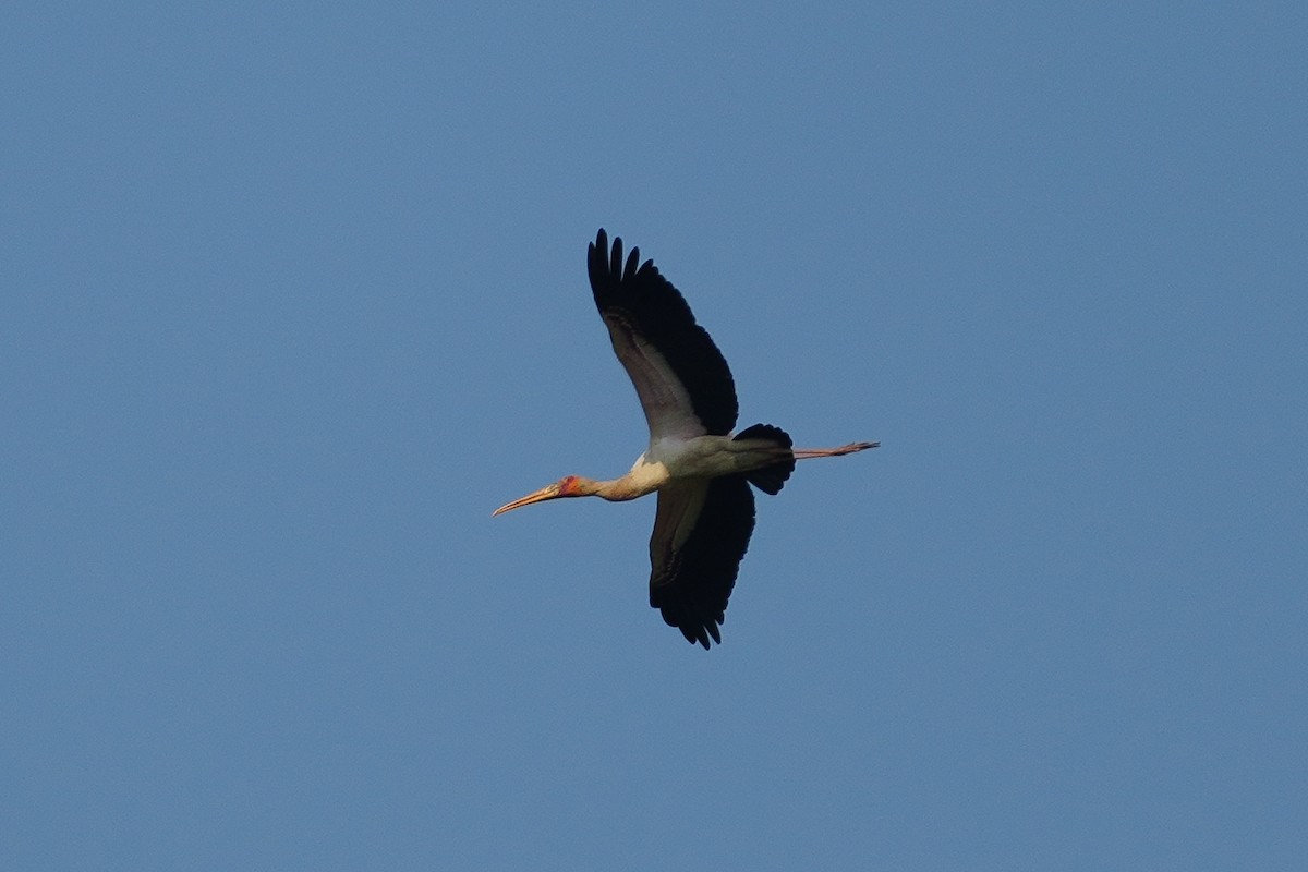 Лелека-тантал африканський - ML644974530