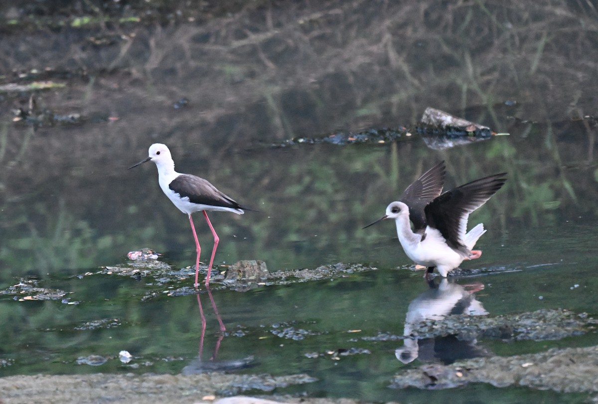 Кулик-довгоніг чорнокрилий - ML644974531