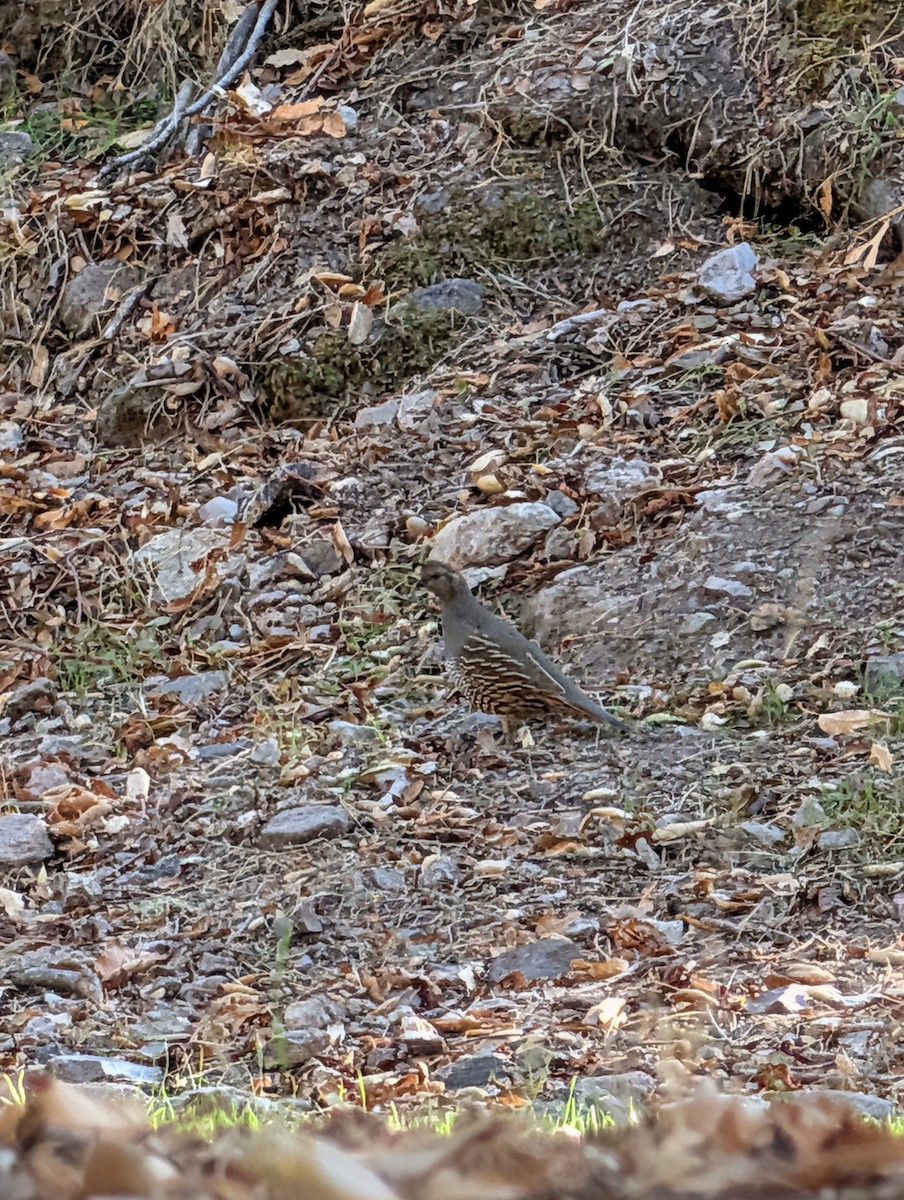Перепелиця каліфорнійська - ML644974532
