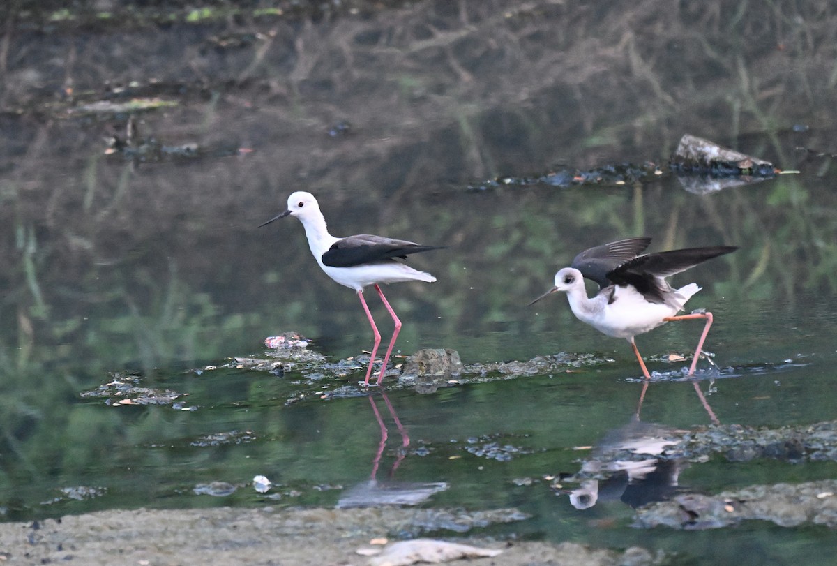 Кулик-довгоніг чорнокрилий - ML644974533