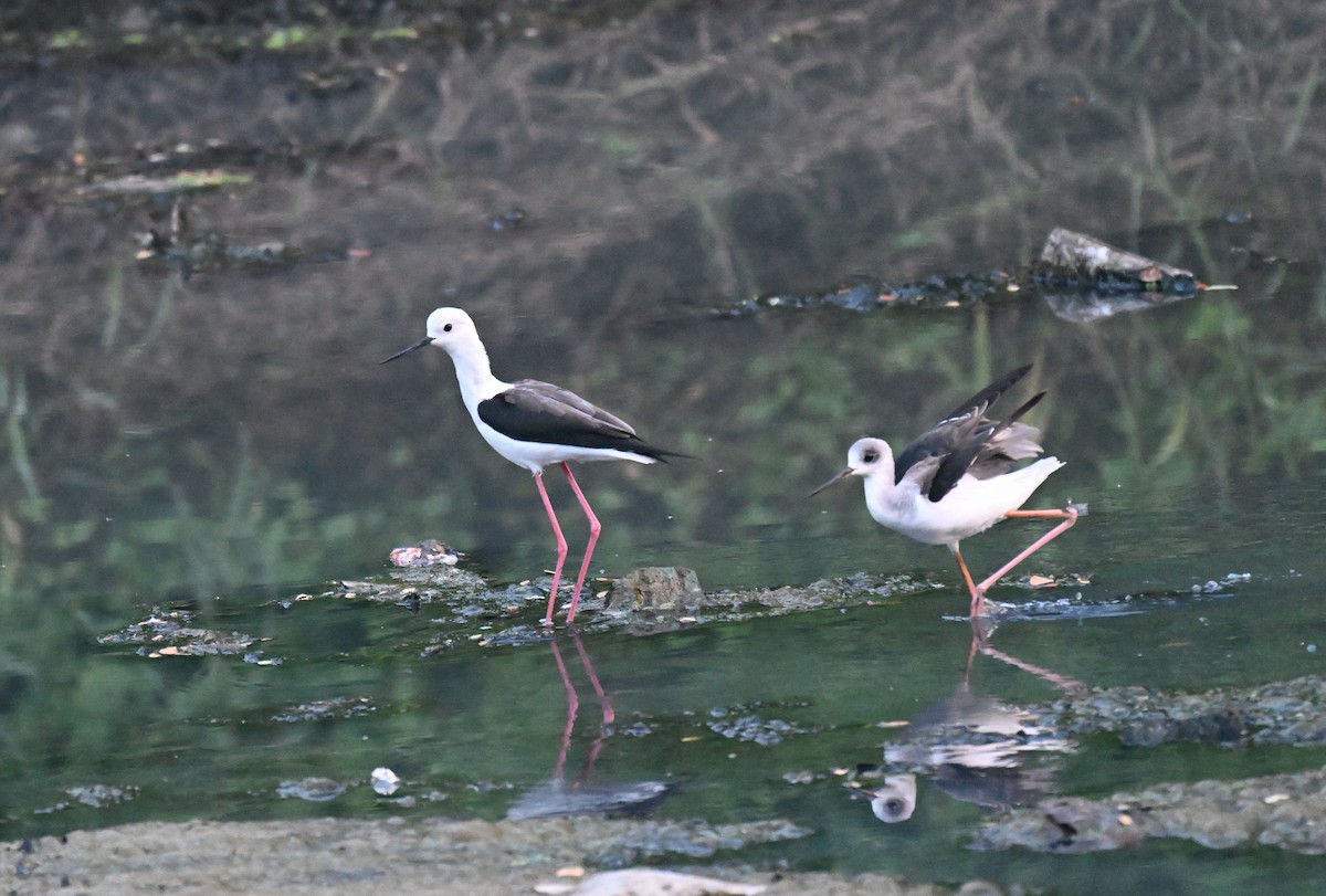 Кулик-довгоніг чорнокрилий - ML644974534