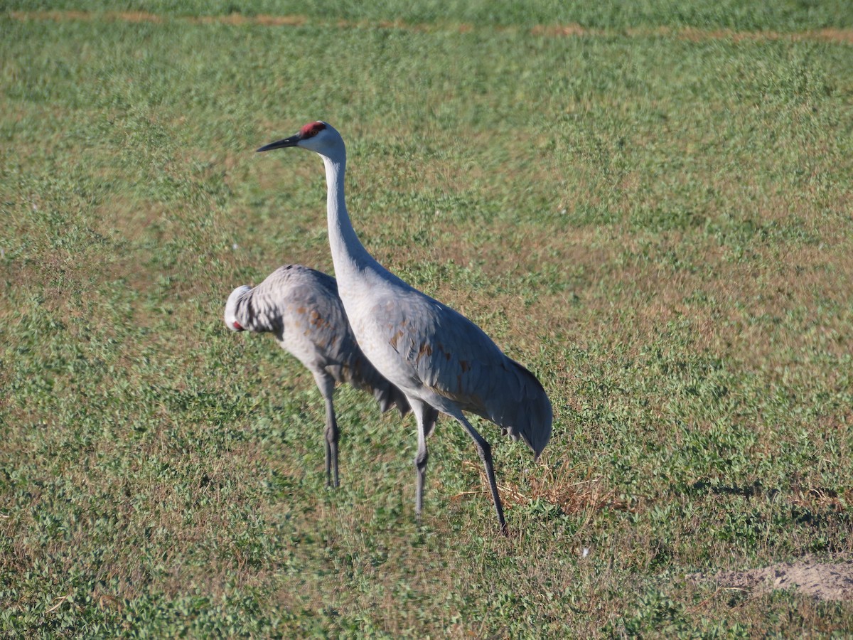 Журавель канадський - ML644974535