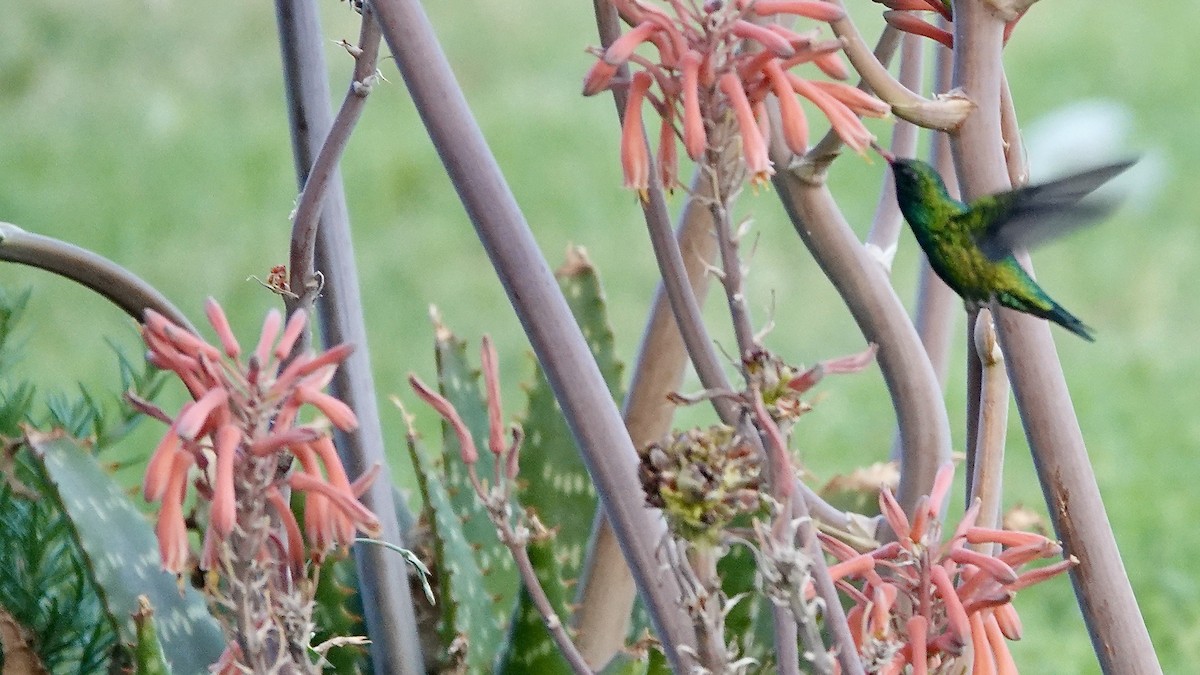 Колібрі-смарагд золоточеревий - ML644974536