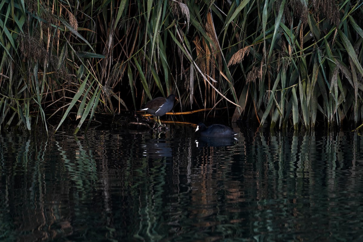 Лиска американська - ML644974537