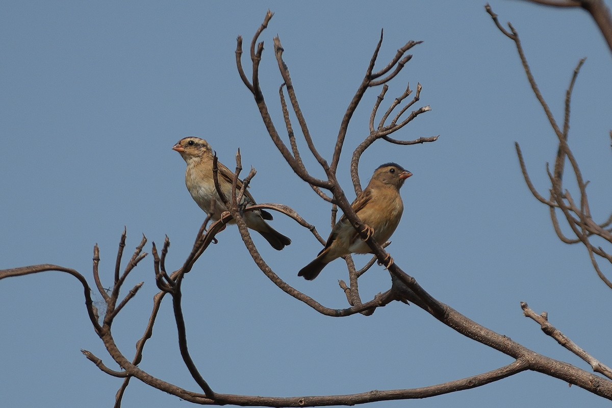 Вдовичка червононога - ML644974538
