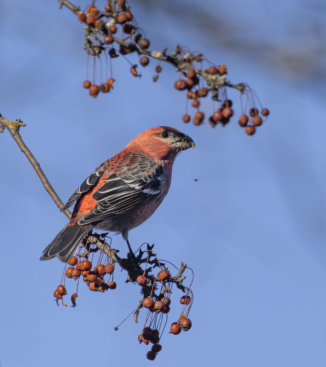 Pinu-gailupa - ML644974548