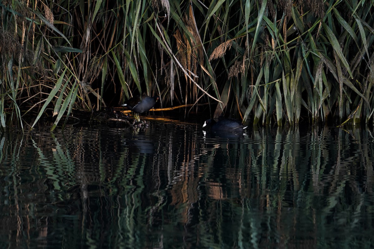 Focha Americana - ML644974552