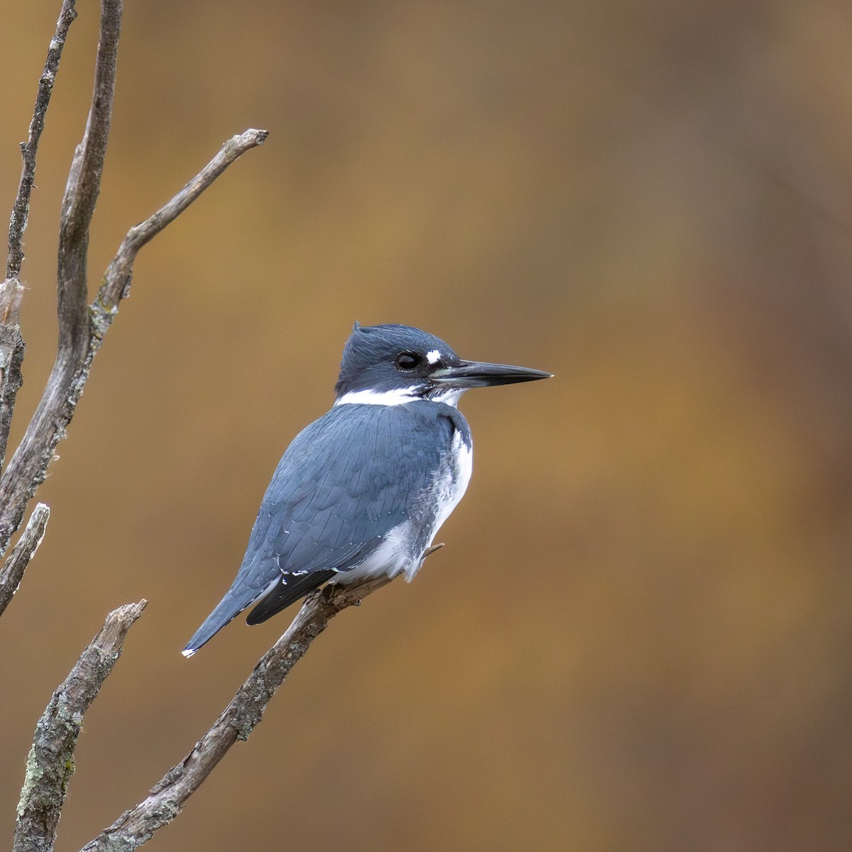 Belted Kingfisher - ML644974579