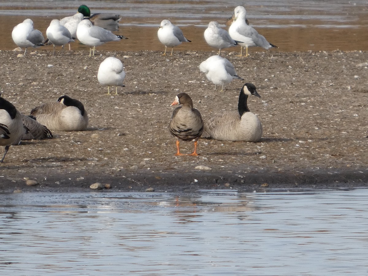 Greater White-fronted Goose - ML644974582