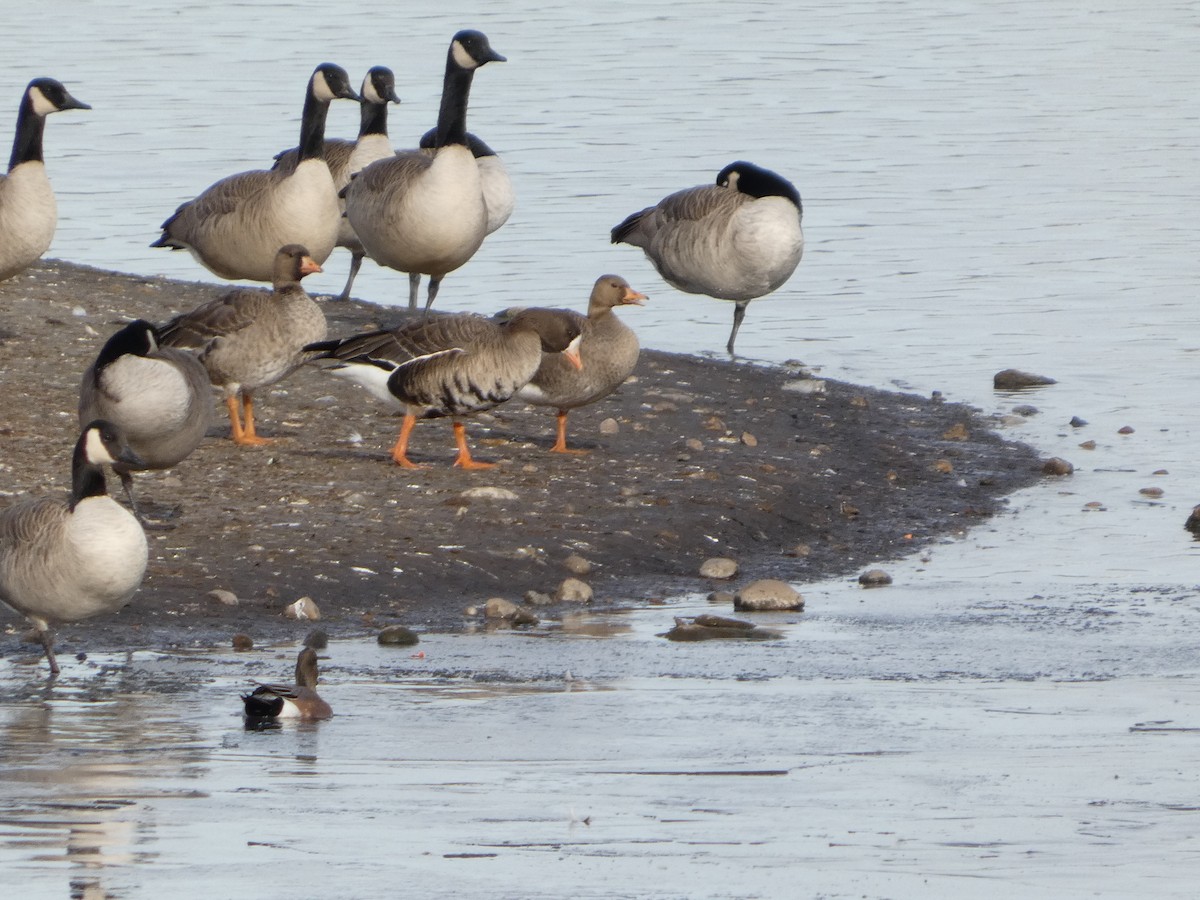 Greater White-fronted Goose - ML644974583